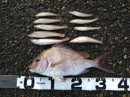 キス狙いでまさかの真鯛